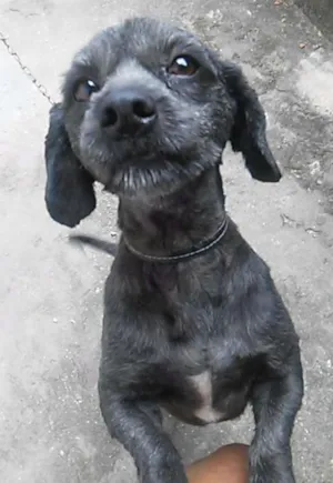 Cachorro raça SRD idade 3 anos nome Spock