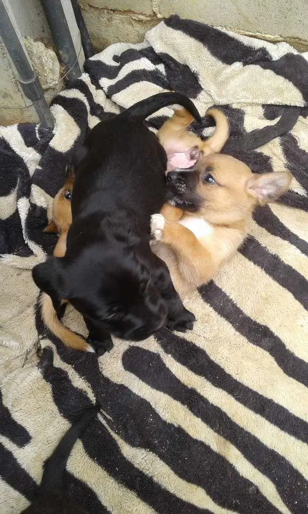 Cachorro ra a  idade 2 a 6 meses nome Nao tem 