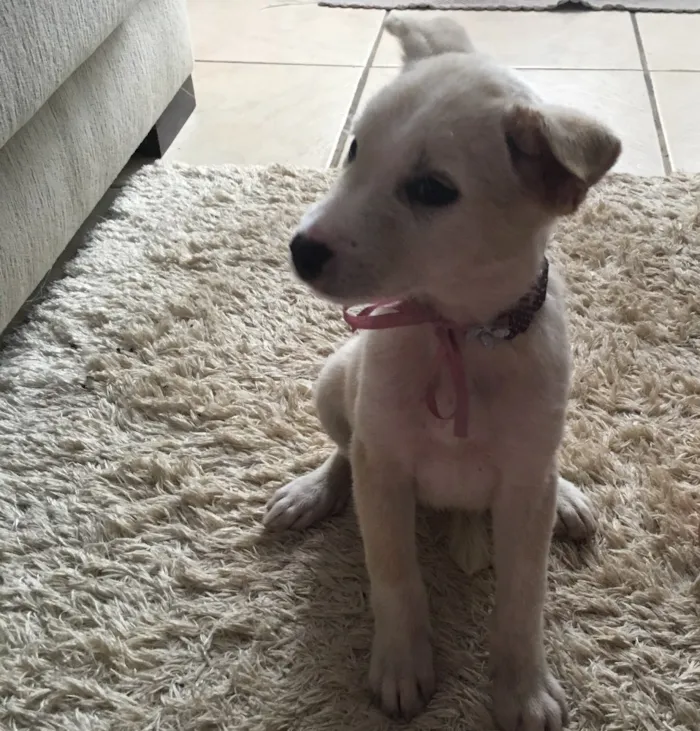 Cachorro raça Vira-lata  idade 2 a 6 meses nome Cristal