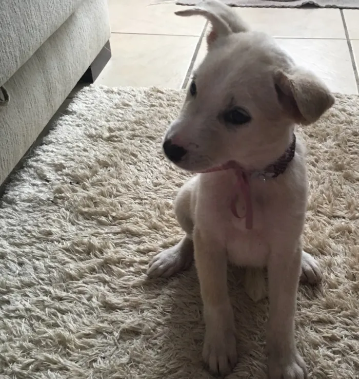 Cachorro raça Vira-lata  idade 2 a 6 meses nome Cristal