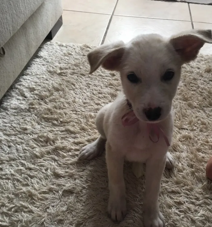 Cachorro raça Vira-lata  idade 2 a 6 meses nome Cristal