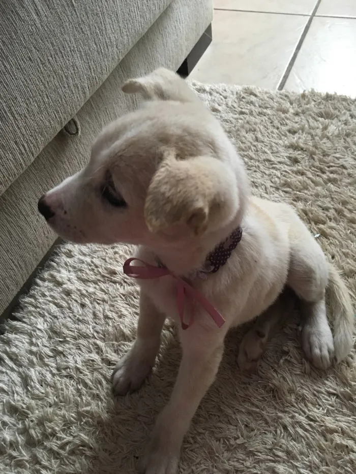 Cachorro raça Vira-lata  idade 2 a 6 meses nome Cristal