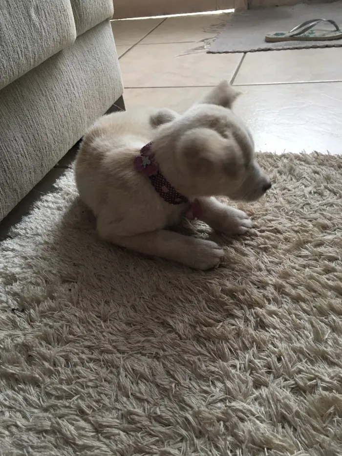 Cachorro raça Vira-lata  idade 2 a 6 meses nome Cristal