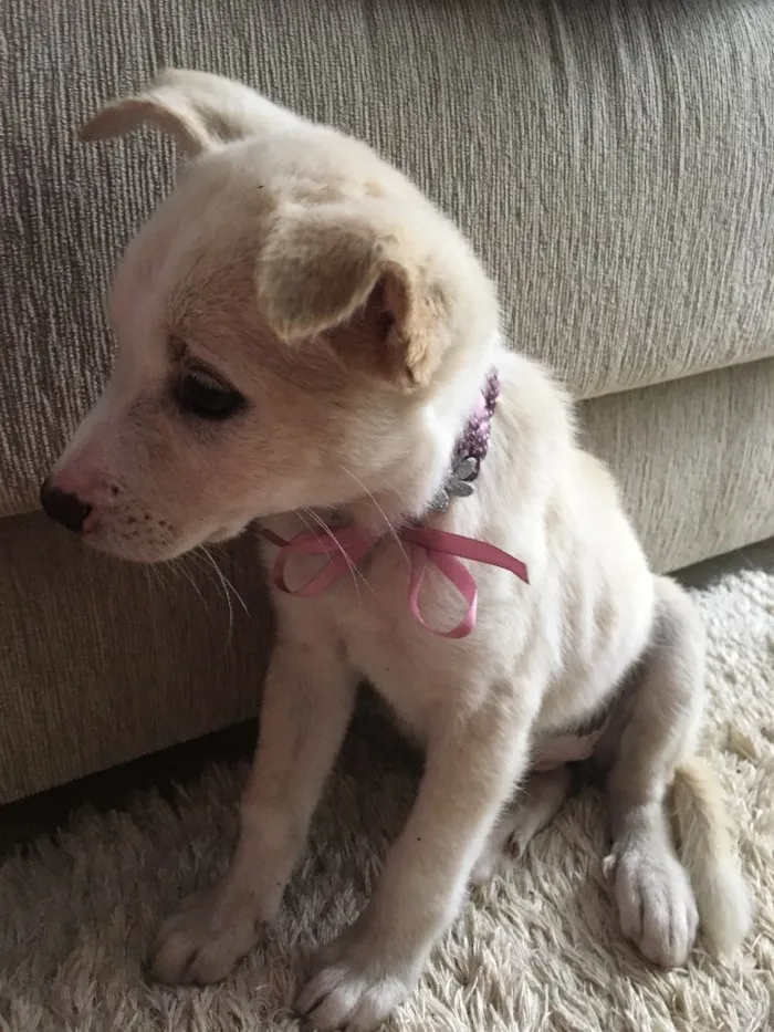 Cachorro raça Vira-lata  idade 2 a 6 meses nome Cristal