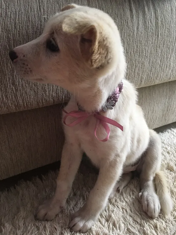 Cachorro raça Vira-lata  idade 2 a 6 meses nome Cristal