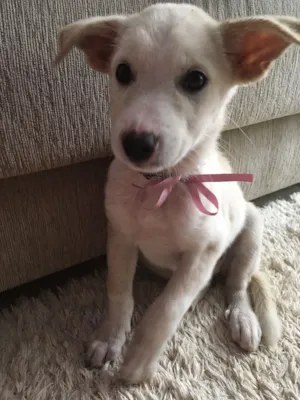 Cachorro raça Vira-lata  idade 2 a 6 meses nome Cristal