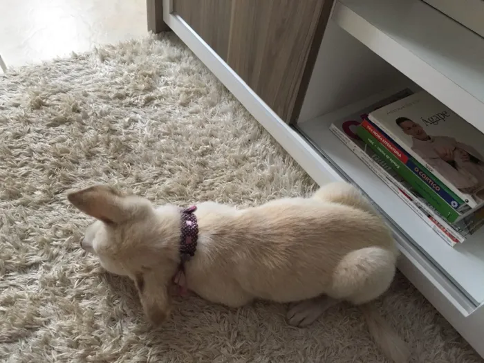 Cachorro raça Vira-lata  idade 2 a 6 meses nome Cristal