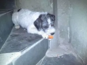 Cachorro raça Poodle idade 7 a 11 meses nome max