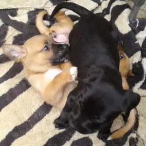 Cachorro raça  idade 2 a 6 meses nome Nao tem 