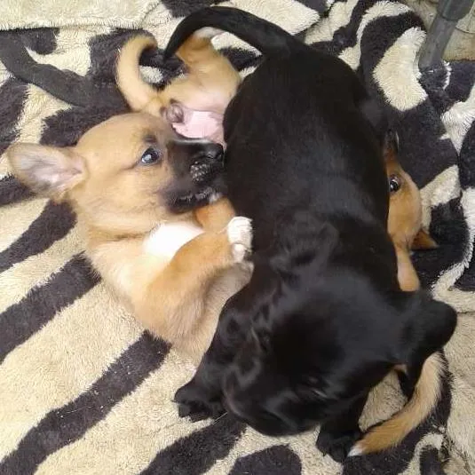 Cachorro ra a  idade 2 a 6 meses nome Nao tem 