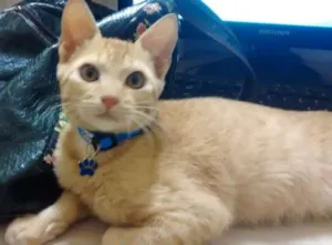 Gato raça  idade 2 a 6 meses nome Thor