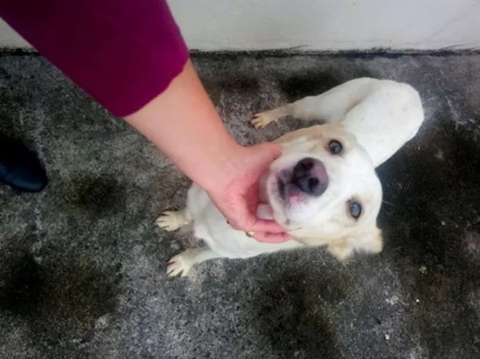 Cachorro ra a SRD idade 1 ano nome MESCLADO