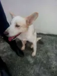 MESCLADO