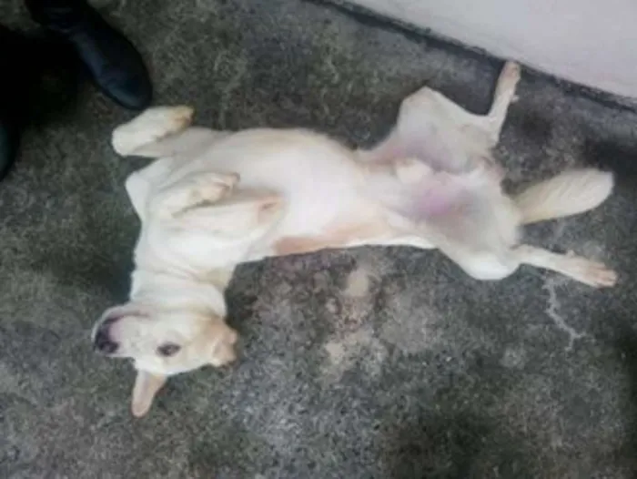 Cachorro ra a SRD idade 1 ano nome MESCLADO