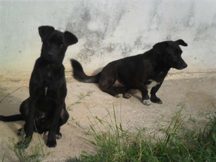 Cachorro ra a SRD idade 7 a 11 meses nome Tio