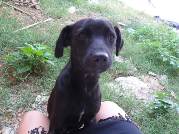 Cachorro ra a SRD idade 7 a 11 meses nome Tio