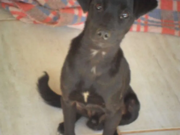 Cachorro ra a SRD idade 7 a 11 meses nome Tio