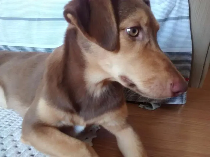 Cachorro ra a SRD idade 7 a 11 meses nome Mel