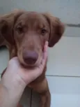 Lassie