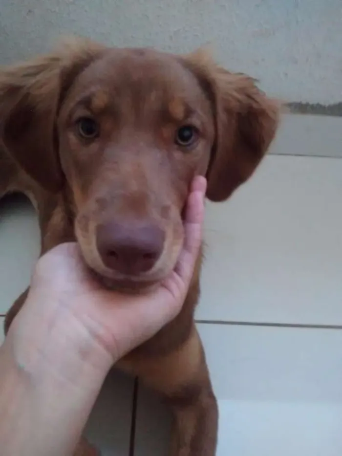 Cachorro ra a SRD idade 7 a 11 meses nome Lassie