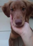 Lassie