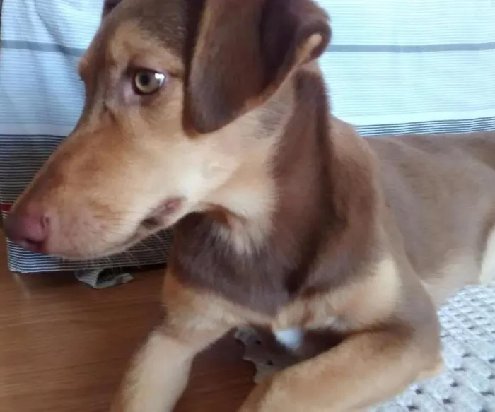 Cachorro ra a SRD idade 7 a 11 meses nome Mel