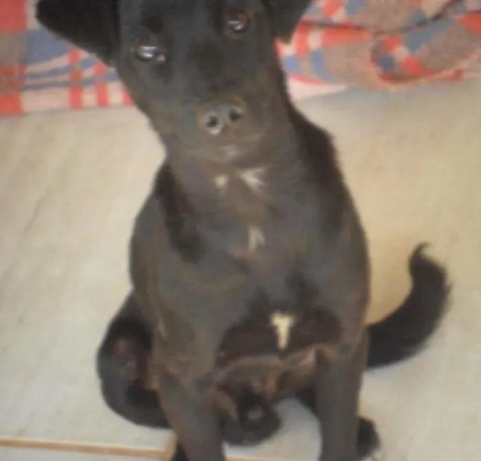 Cachorro ra a SRD idade 7 a 11 meses nome Tio