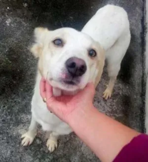 Cachorro raça SRD idade 1 ano nome MESCLADO