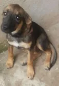 Cacau
