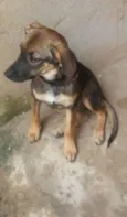Cacau