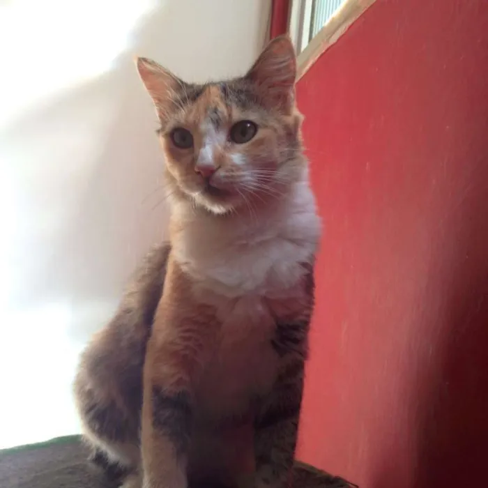 Gato raça SRD idade 1 ano nome Mimosa