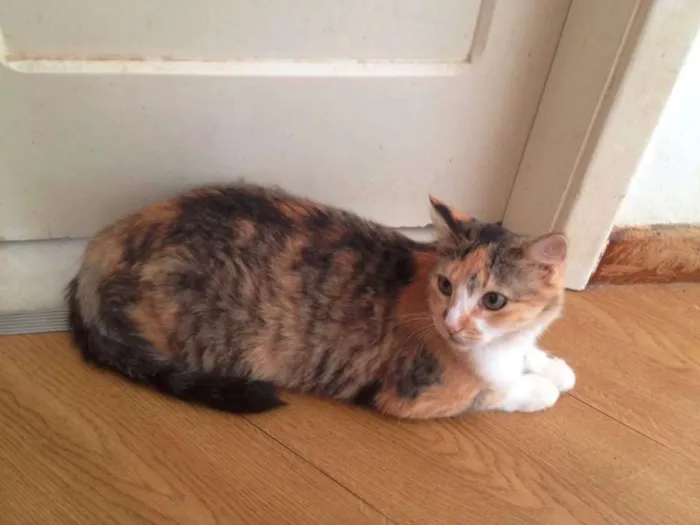 Gato raça SRD idade 1 ano nome Mimosa