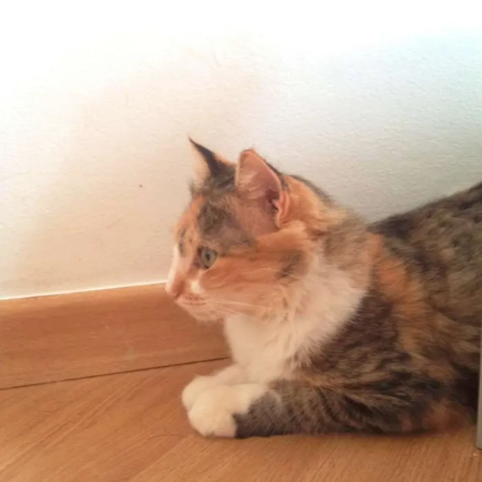 Gato raça SRD idade 1 ano nome Mimosa