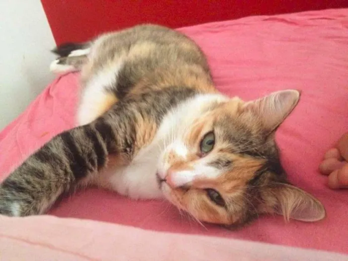 Gato raça SRD idade 1 ano nome Mimosa