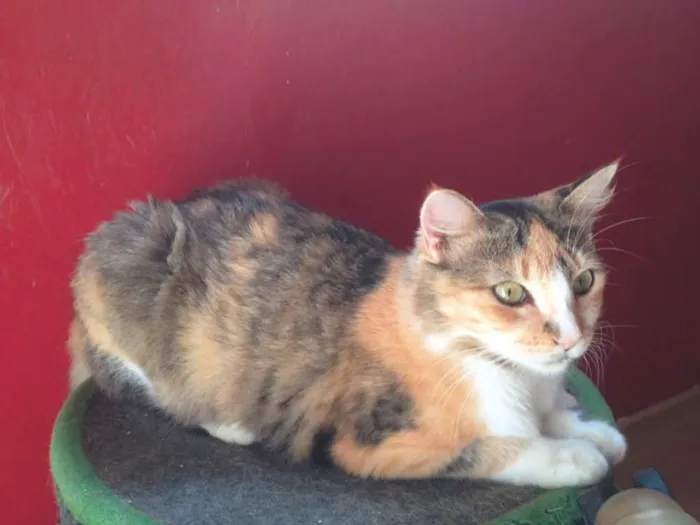 Gato raça SRD idade 1 ano nome Mimosa