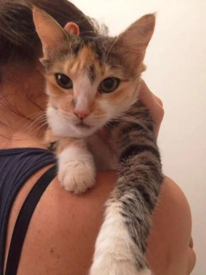 Gato raça SRD idade 1 ano nome Mimosa