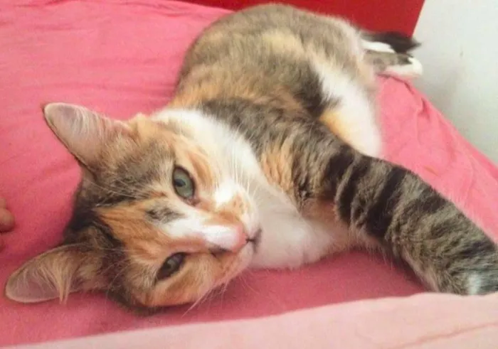 Gato raça SRD idade 1 ano nome Mimosa