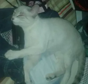 Gato raça Branquinha do rabo preto e cinza idade 7 a 11 meses nome Nina