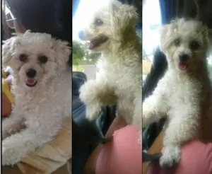 Cachorro raça poodle idade 3 anos nome Nathy