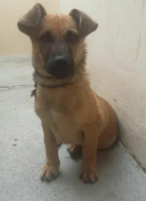 Cachorro raça vira lata idade 2 a 6 meses nome bobi