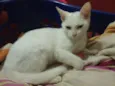 Bolinha e trovão