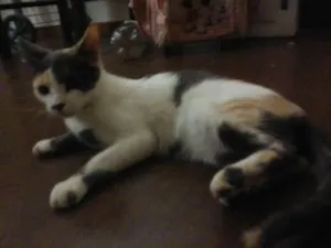 Gato raça vira lata idade 7 a 11 meses nome Bolinha