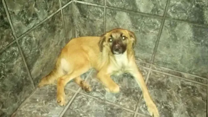 Cachorro raça Sem raça definida idade 7 a 11 meses nome Kiara