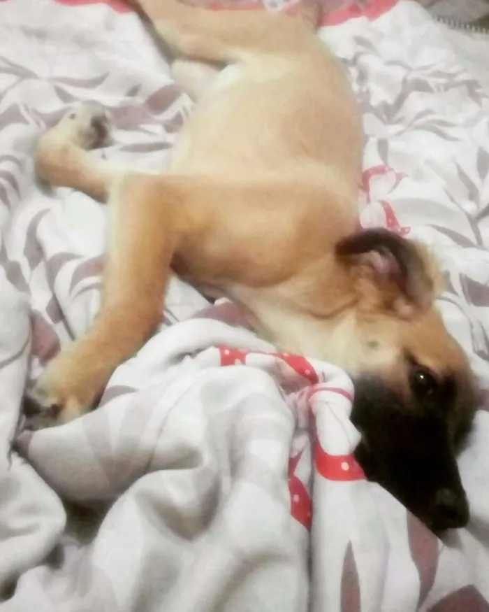 Cachorro raça Sem raça definida idade 7 a 11 meses nome Kiara