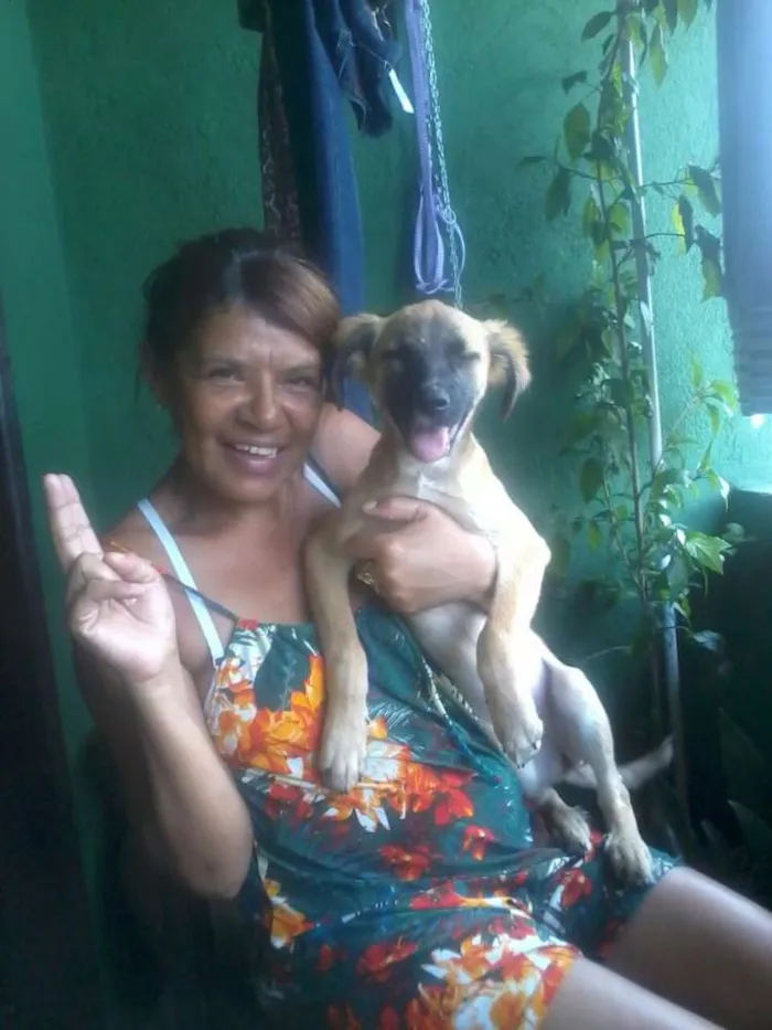 Cachorro raça Sem raça definida idade 7 a 11 meses nome Kiara