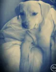 Marley Emanuel 