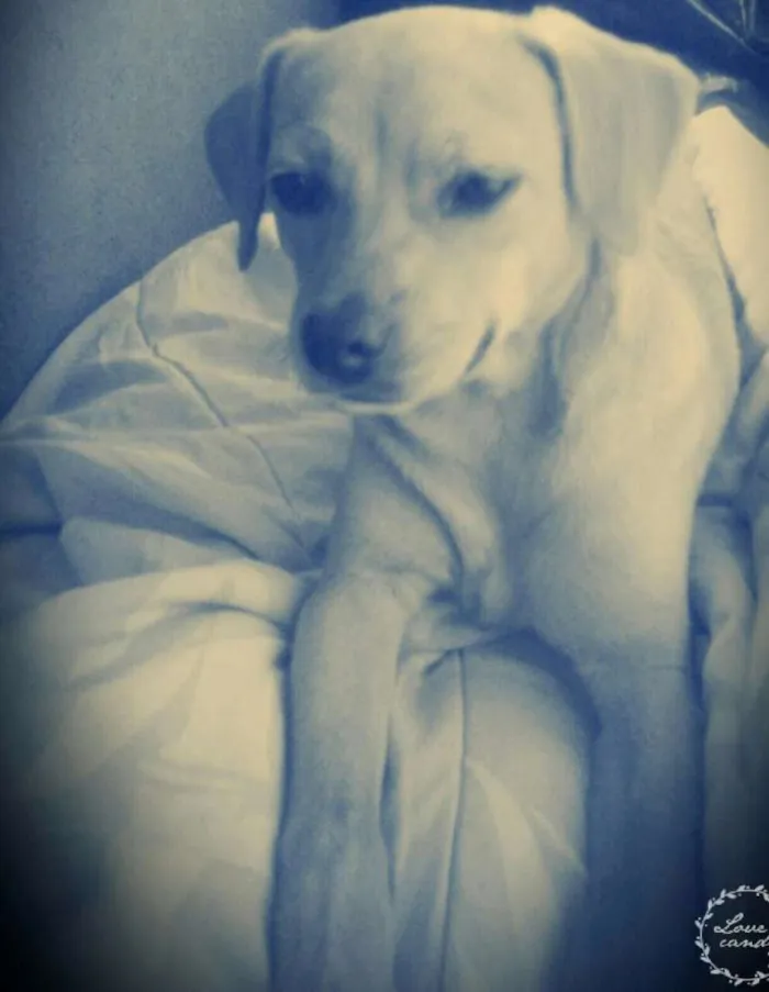 Cachorro raça Sem raça definida idade 1 ano nome Marley Emanuel 