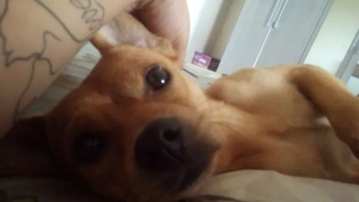 Cachorro raça Sem raça definida idade 1 ano nome Marley Emanuel 