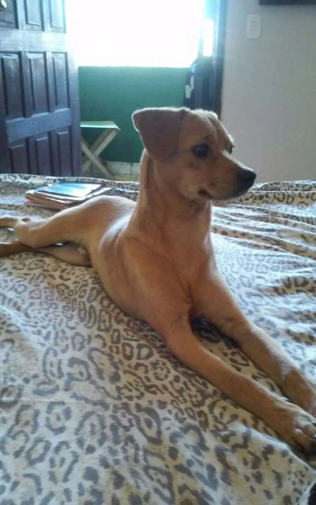 Cachorro raça Sem raça definida idade 1 ano nome Marley Emanuel 