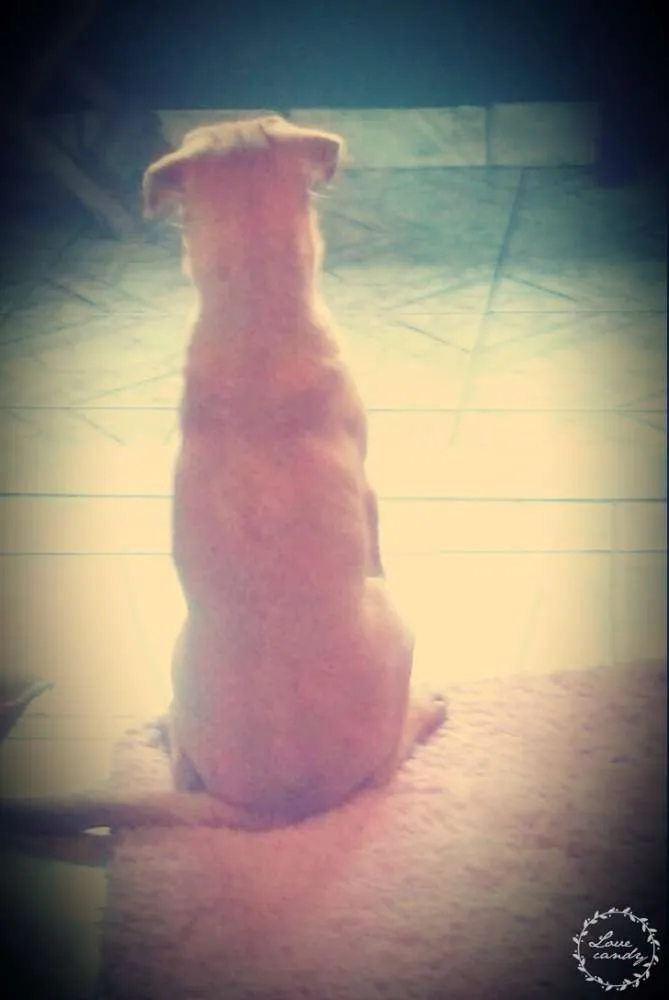 Cachorro raça Sem raça definida idade 1 ano nome Marley Emanuel 